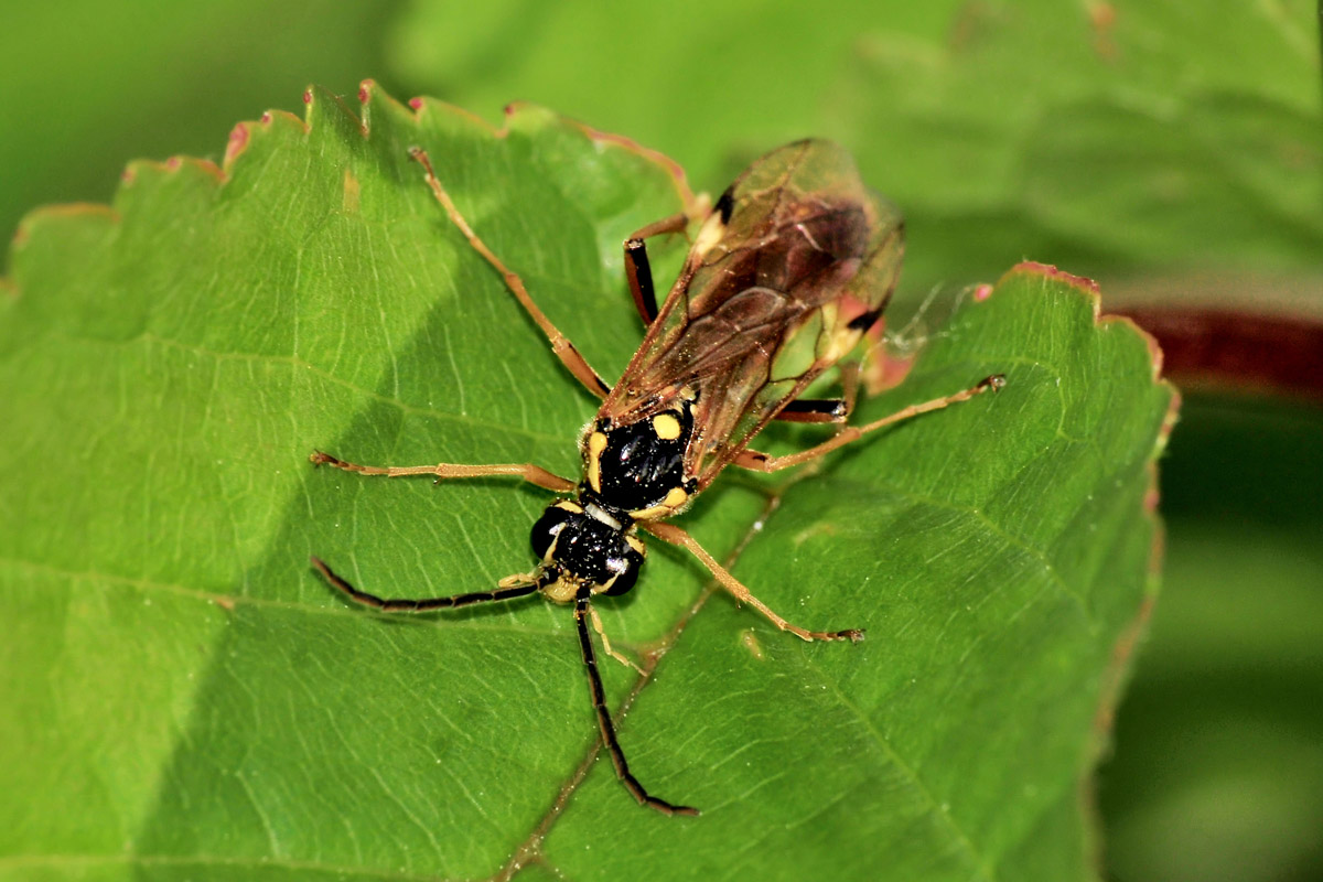 Tenthredinidae N 9: prob. Tenthredopsis sp.